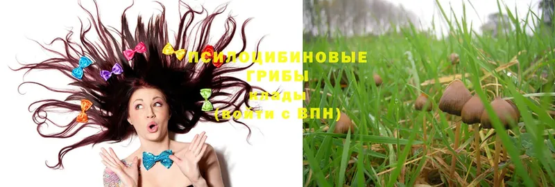 Псилоцибиновые грибы Psilocybe  Мичуринск 